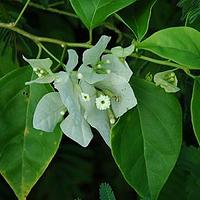 紫茉莉科