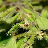 斑种草属