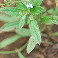 多苞斑种草