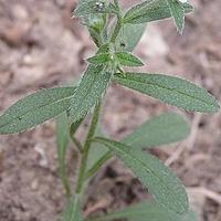 多苞斑种草