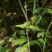 短瓣花属