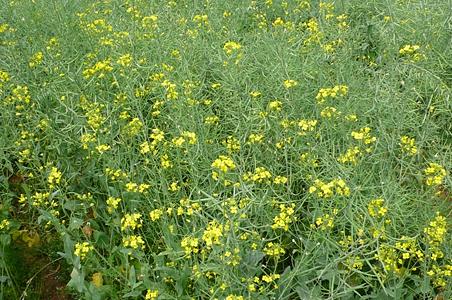 欧洲油菜