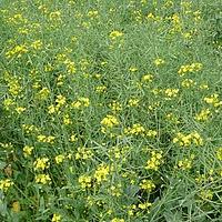 欧洲油菜