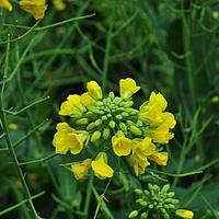 欧洲油菜
