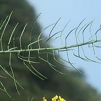 欧洲油菜