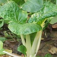 油白菜