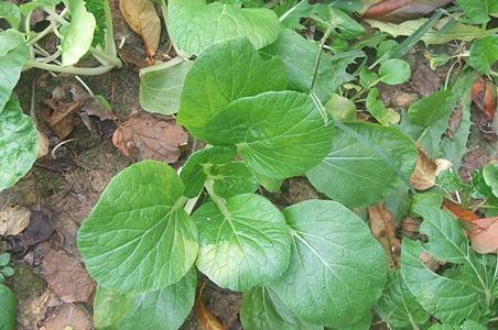 油白菜