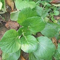 油白菜