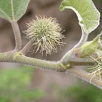 构