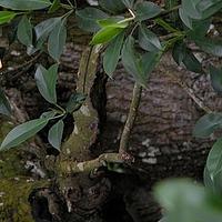 红树科
