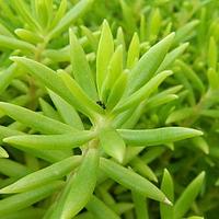 景天科