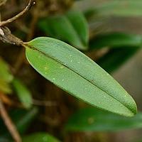 匍茎卷瓣兰