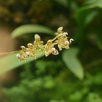 等萼卷瓣兰
