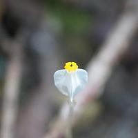 裂萼水玉簪