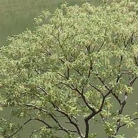 橄榄科