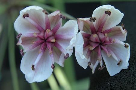花蔺科