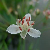 花蔺科