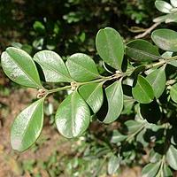 锦熟黄杨 - 图片/介绍/花期/花语/知识 - 千草植物