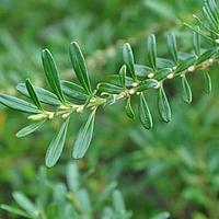 狭叶黄杨 - 图片/介绍/花期/花语/知识 - 千草植物