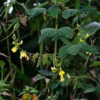 硬毛虫豆