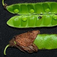 大花虫豆
