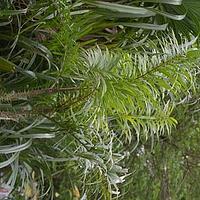 多刺鸡藤