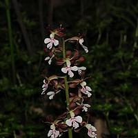 虾脊兰