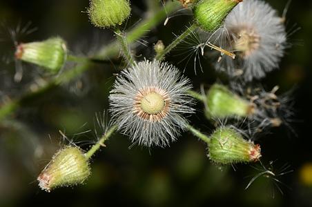 菊科