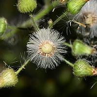 菊科