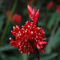 竹芋科