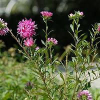 翠菊