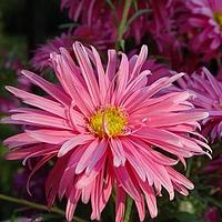 翠菊