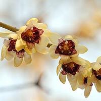蜡梅科