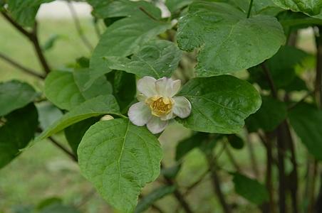 夏蜡梅