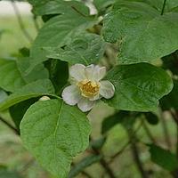 夏蜡梅