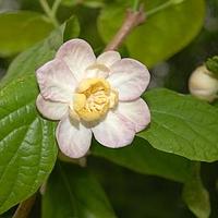 夏蜡梅