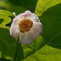 夏蜡梅