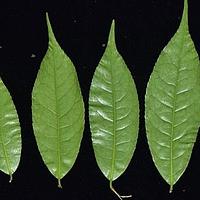 长尾毛蕊茶