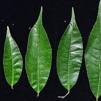 长尾毛蕊茶