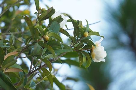小果短柱茶
