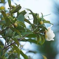 小果短柱茶