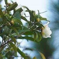 小果短柱茶