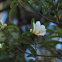小果短柱茶