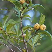 小果短柱茶