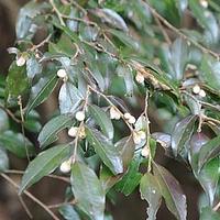 柃叶连蕊茶