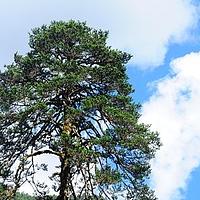 苍山冷杉