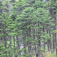 苍山冷杉