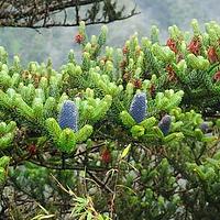 苍山冷杉