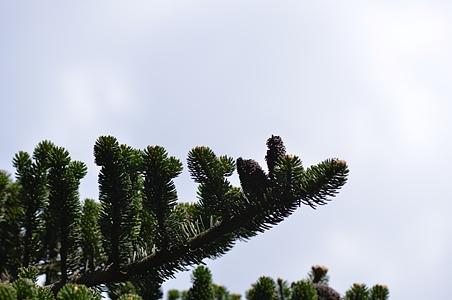 苍山冷杉
