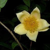 毛瓣金花茶